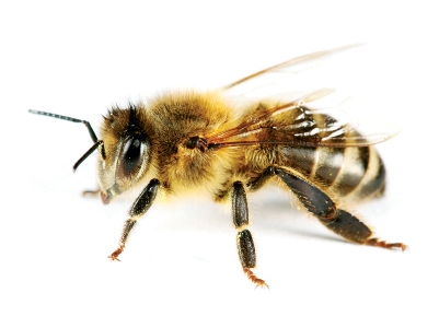 Bee Bee