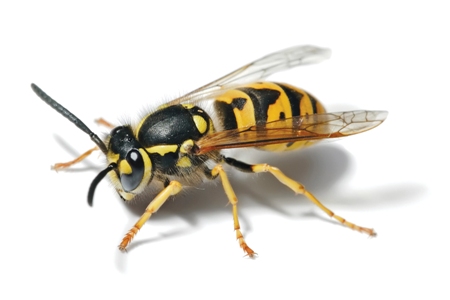 European Wasp Body European Wasp Body