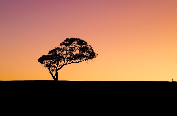 Lone Tree at Sunset_Sandy Home
